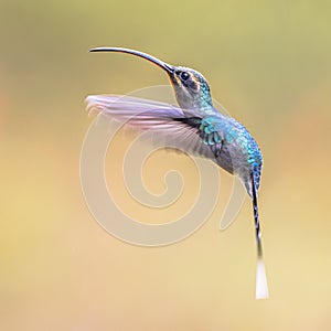 Green hermit female Hummingbird