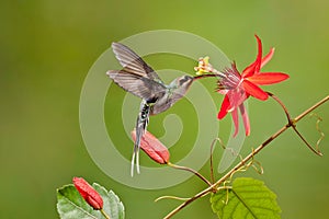 Green Hermit Hummingbird