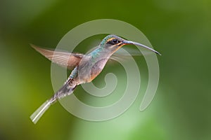 Green Hermit - Phaethornis guy