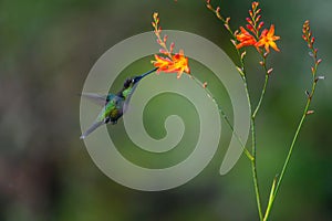 Green Hermit, Phaethornis guy