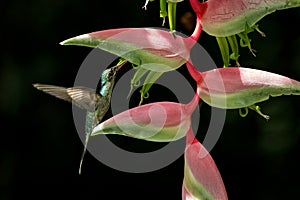 Green hermit Phaethornis guy hovering next to big red flower, bird in flight, caribean tropical forest, Trinidad and Tobago