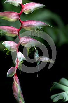 Green hermit Phaethornis guy hovering next to big red flower, bird in flight, caribean tropical forest, Trinidad and Tobago