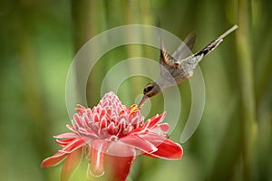 Green hermit Phaethornis guy hovering next to big red flower, bird in flight, caribean tropical forest, Trinidad and Tobago