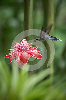 Green hermit Phaethornis guy hovering next to big red flower, bird in flight, caribean tropical forest, Trinidad and Tobago