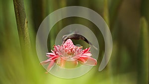 Green hermit, Phaethornis guy, hovering next to red flower in garden, bird from caribean tropical forest, Trinidad and Tobago