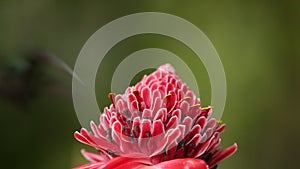 Green hermit, Phaethornis guy, hovering next to red flower in garden, bird from caribean tropical forest, Trinidad and Tobago