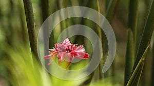 Green hermit, Phaethornis guy, hovering next to red flower in garden, bird from caribean tropical forest, Trinidad and Tobago