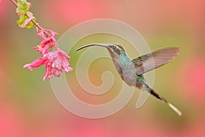 Green Hermit, Phaethornis guy, rare hummingbird from Costa Rica, green bird flying next to beautiful pink flower, action feeding s