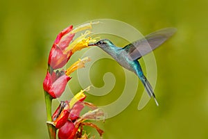 Green Hermit, Phaethornis guy, rare hummingbird from Costa Rica. Green bird flying next to beautiful red flower with rain. Action