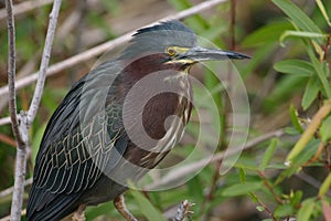 Green heron