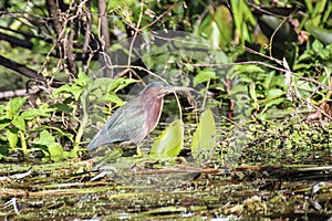 Green Heron