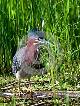 Green Heron