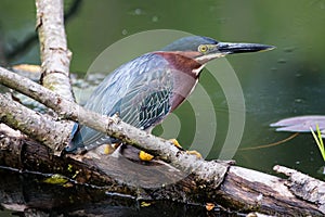 A green heron