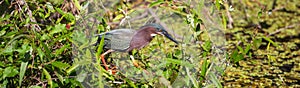 Green heron