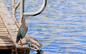 Green Heron