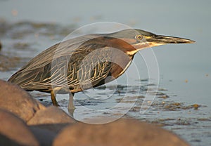 Green Heron