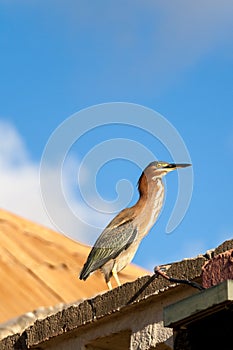 Green heron