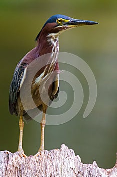 Green heron