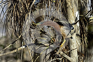 Green heron