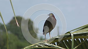 Green heron in 4K