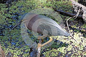 A Green Heron