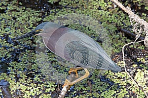 A Green Heron