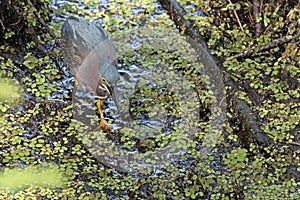 A Green Heron