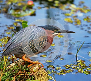 Green heron