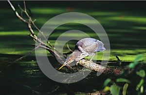 Green Heron