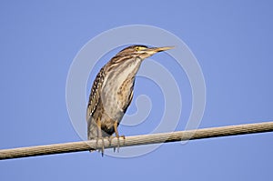 Green Heron bird, Butorides virescens, Georgia USA