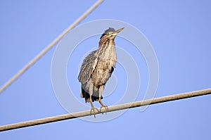 Green Heron bird, Butorides virescens, Georgia USA