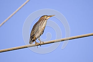 Green Heron bird, Butorides virescens, Georgia USA