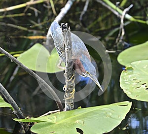 Green heron bird Everglades Florida