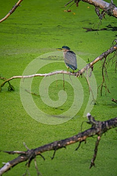 Green Heron Bird perched and fluffed out on a tree branch above a duck weed covered pond