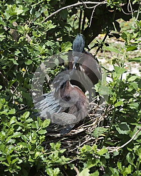 Green Heron bird Stock photo.   Green Heron bird close-up  on nest. Kissing. Embrassing. Couple. Love birds. Valentin`s Day. photo