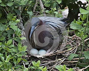 Green Heron bird Stock photo. Green Heron bird close-up profile on the nest with eggs.  Foliage background and foreground. Green