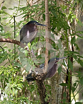 Green Heron bird stock photo.  Image. Portrait. Picture. Two birds interaction.  Close-up profile view background and foreground