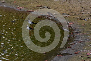 Green heron with black winged stilt