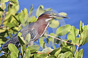 Green Heron in the Bush