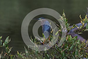 Green Heron in bush, looking to the side. Water in the background.