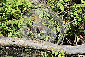 Green heron (Butorides striatus)