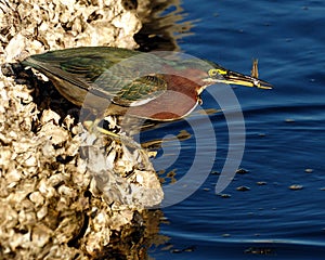 Green Heron butorides virescen with fish