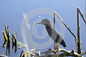 Green heron, butorides virescens