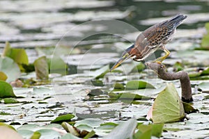 Green Heron (Butorides virescens)