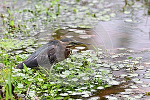 Green Heron Butorides virescens