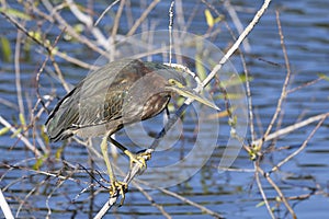 Green heron, butorides virescens