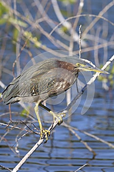 Green heron, butorides virescens