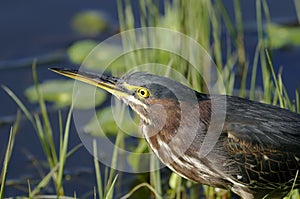 Green heron, butorides virescens