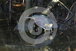 Green heron, butorides virescens