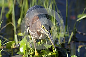 Green heron, butorides virescens